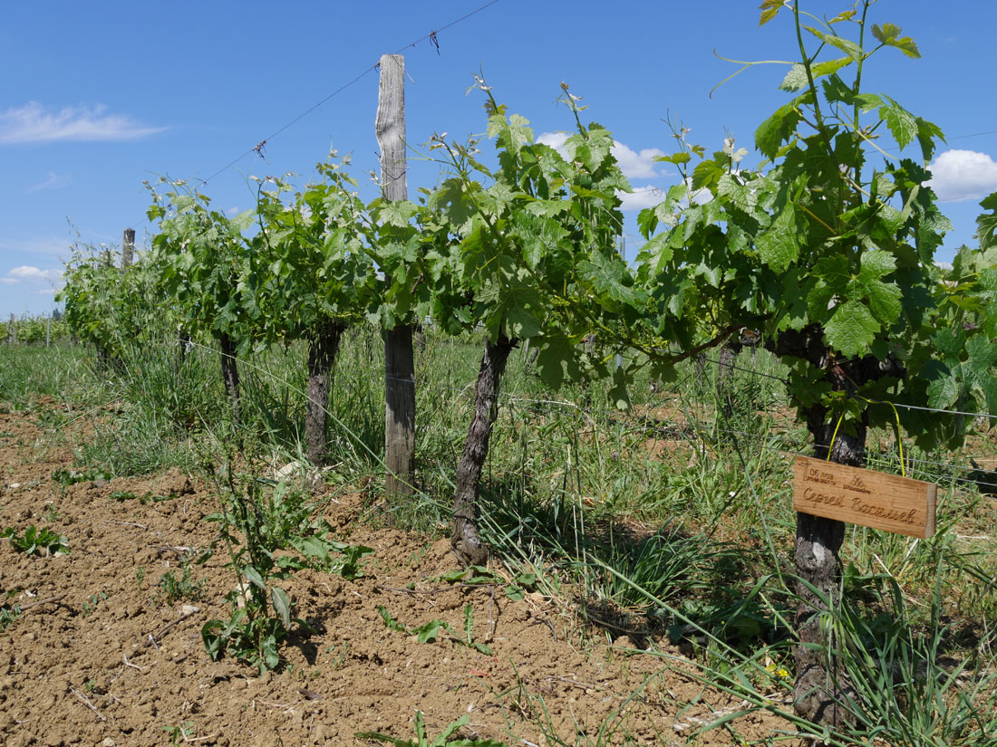 Виноградник на урожай